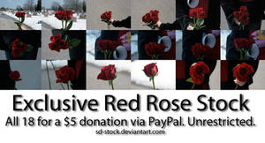 Exclusive Red Rose Stock