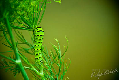 Dill Caterpillar