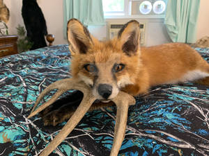 Taxidermy Wild Female Red Fox Softmount For Sale