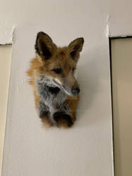 Taxidermy Wild Red Fox Shoulder Mount For Sale