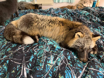 Wild Alaskan Cross Fox Soft Mount For Sale 