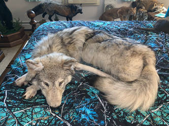 Wolf Soft Mount For Sale