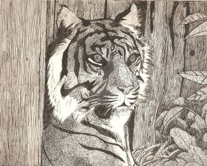 Tiger pen work