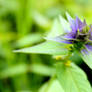 forest flower