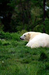 Polar Bear, grass