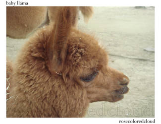 Zoo - Baby Llama