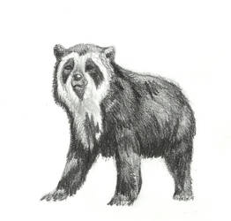 Spectacled Bear