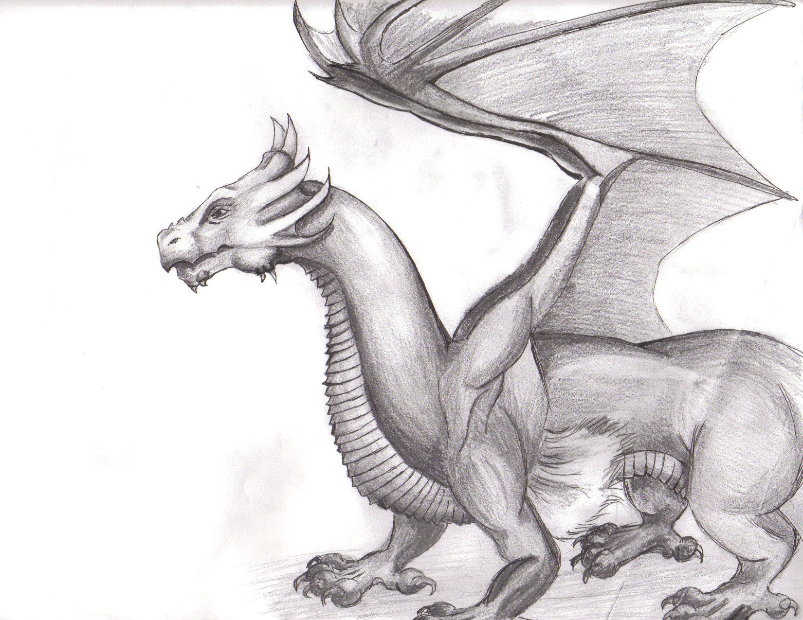 Dragon Sketch by wisecracker42