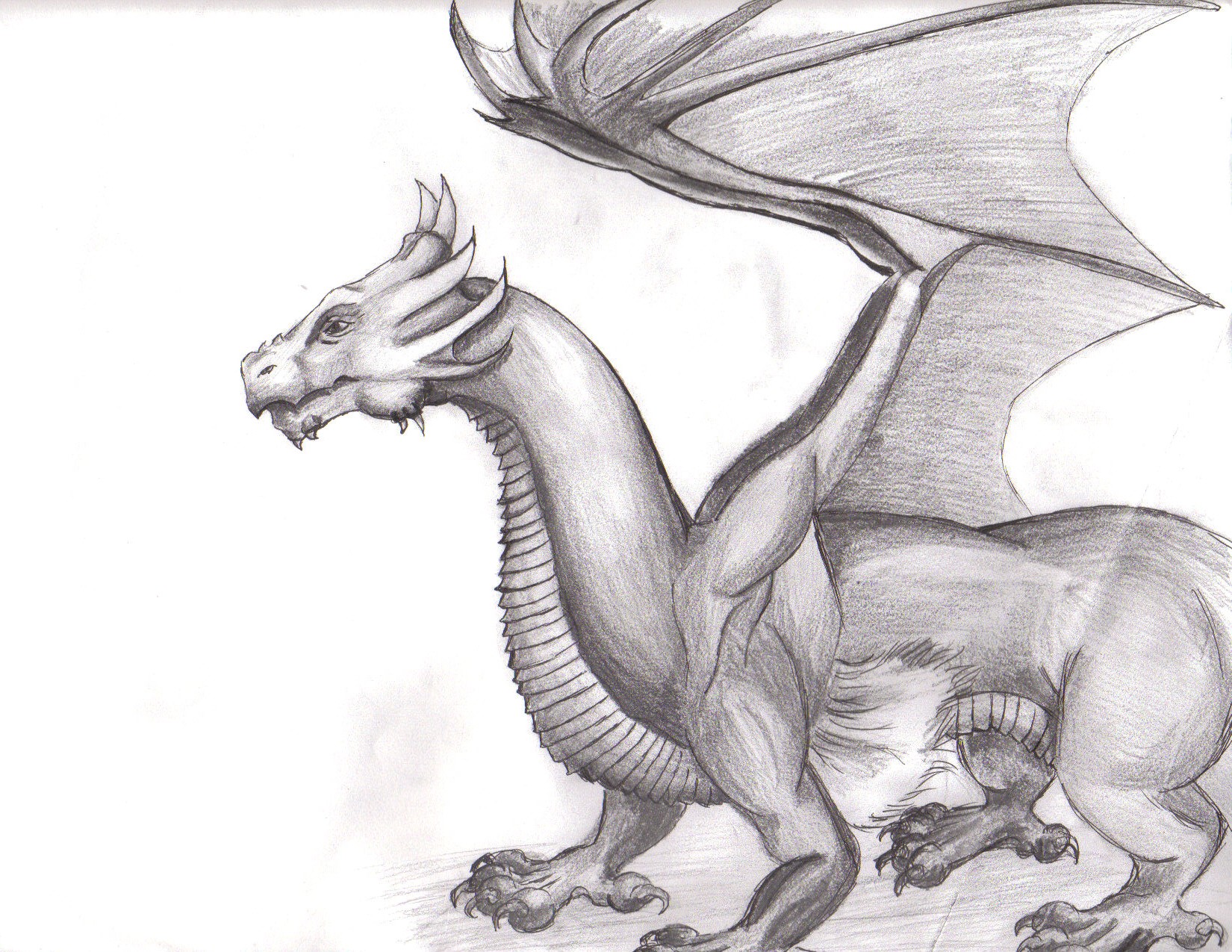 Dragon Sketch