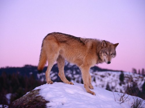 Gray wolf at dusk