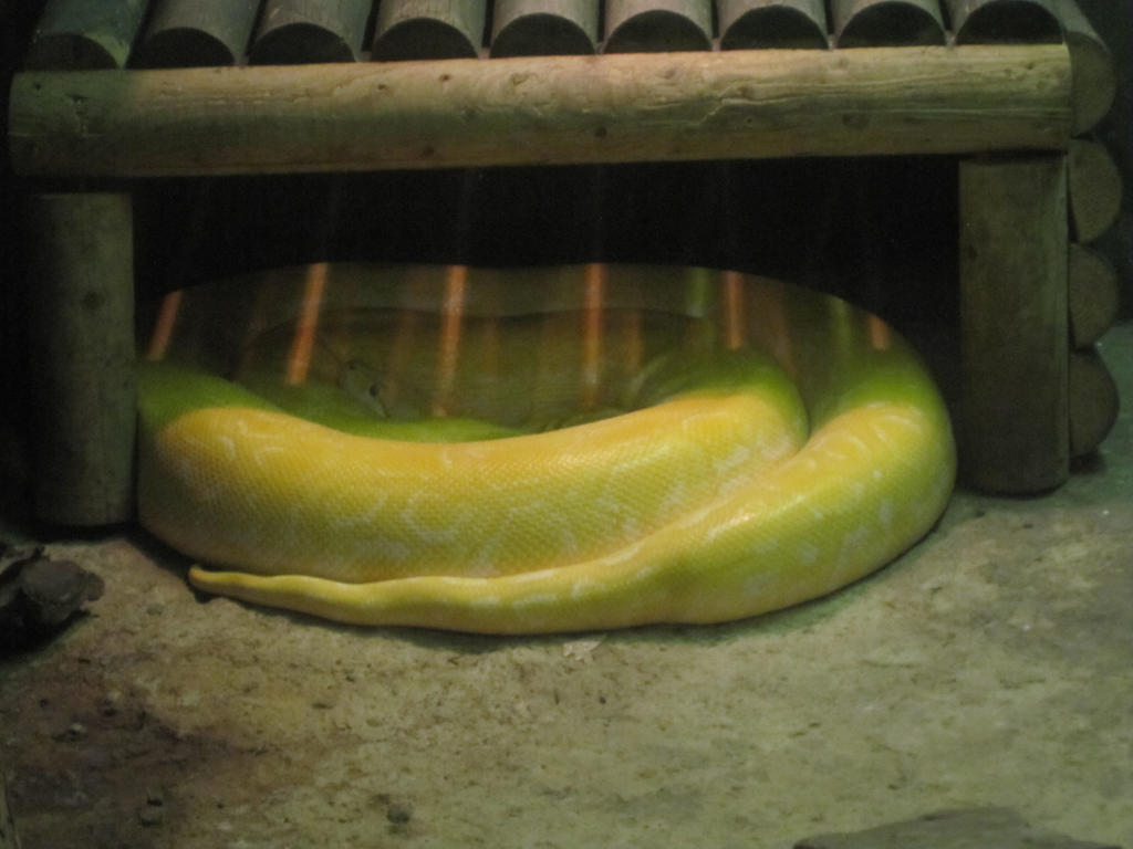Burmese Python by Abominatrix89 on DeviantArt