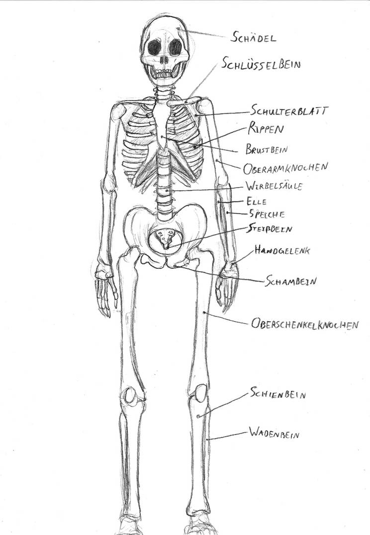 Human skeleton sketch by IronRebel on DeviantArt