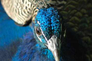 Peacock