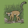 animals 04: lemur