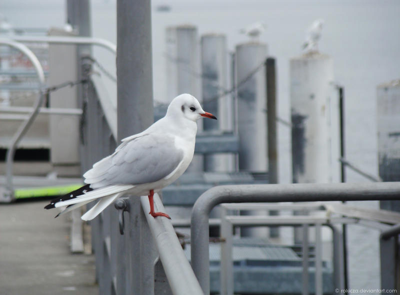 Seating seagull