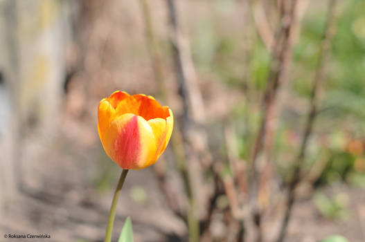 Tulip