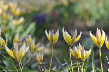 Yellow flowers