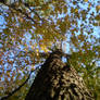 tree climber