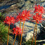 Red Spider Lilies on the Rocks