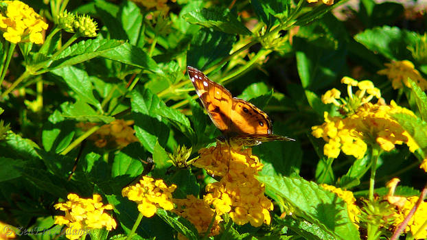 Little Painted Lady