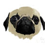 Pug your face