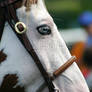 Equine Eyeliner