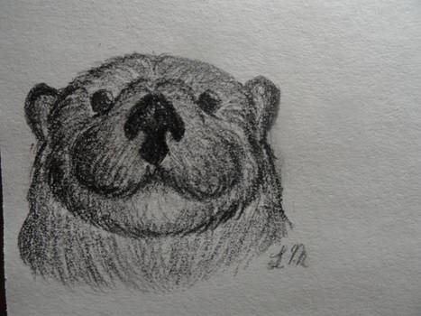 Sea Otter Sketch