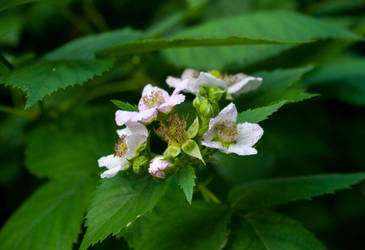 Flower of the Berries