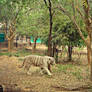 White Tigress