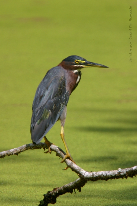 Green Heron