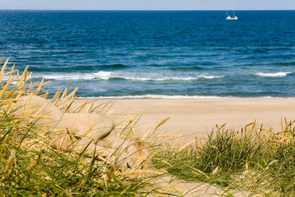 Living dunes