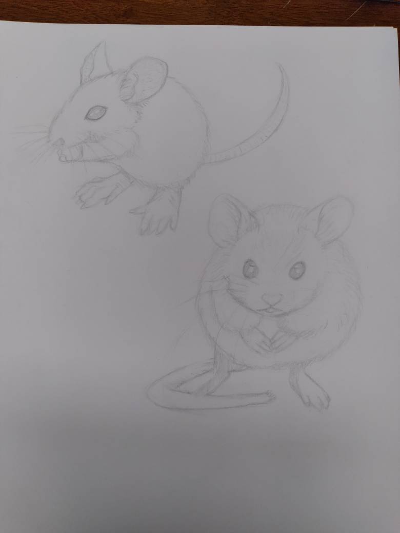 drawing from life 1 - mice