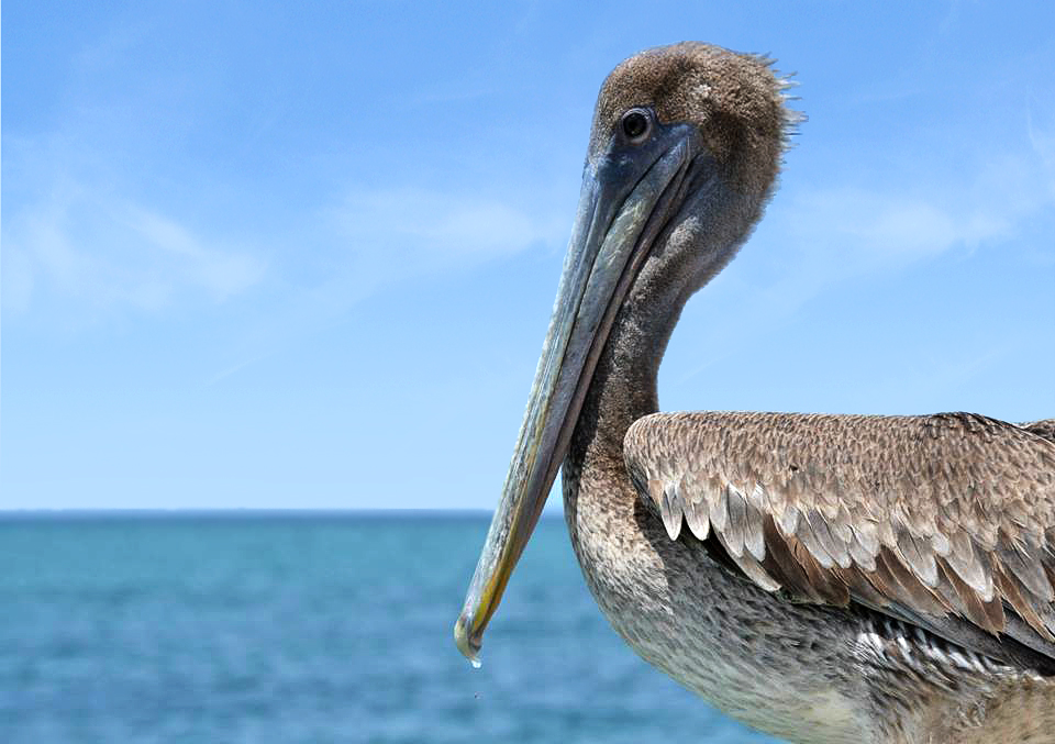 Pelican