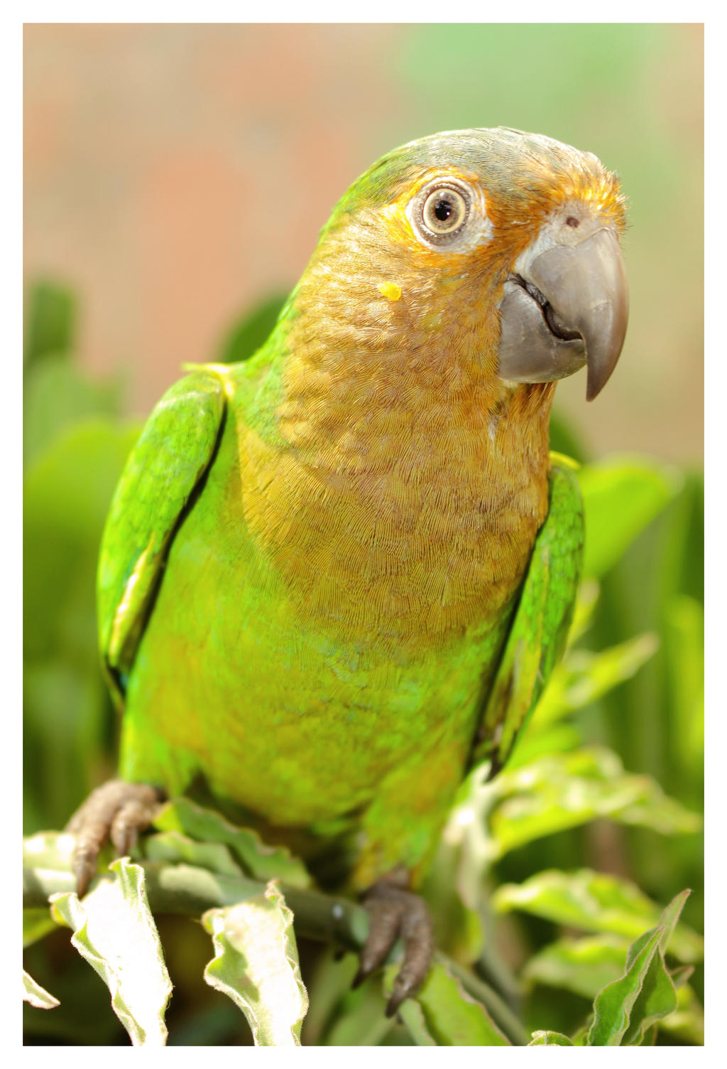 Parakeet