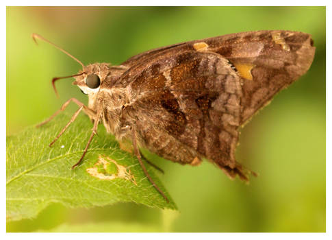 Macro Butterfly