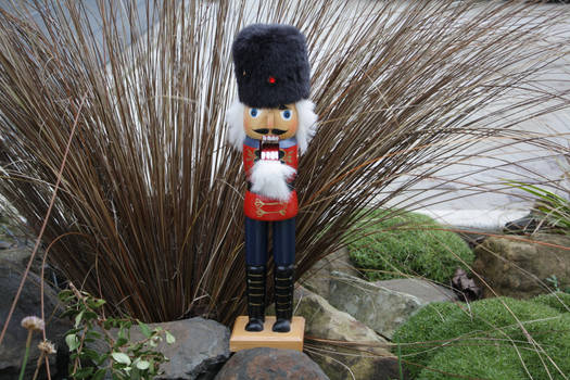 Surprised Nutcracker...