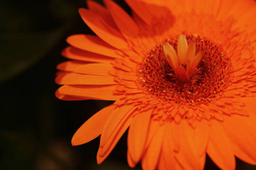 Orange Is A Flower