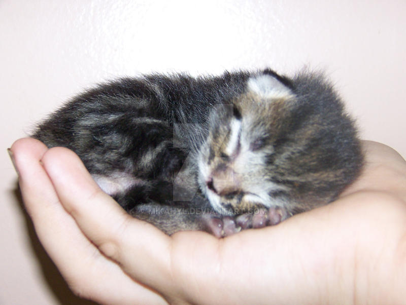 Tiny Kitten