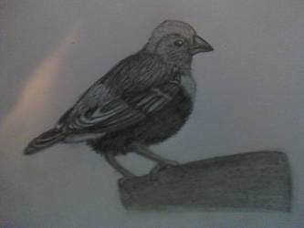 Bird 2