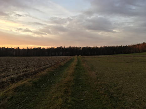 Sunset on the Field