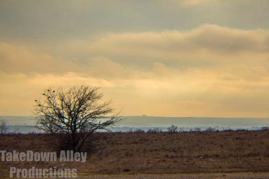 Lone Bush