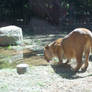 Lioness drinking