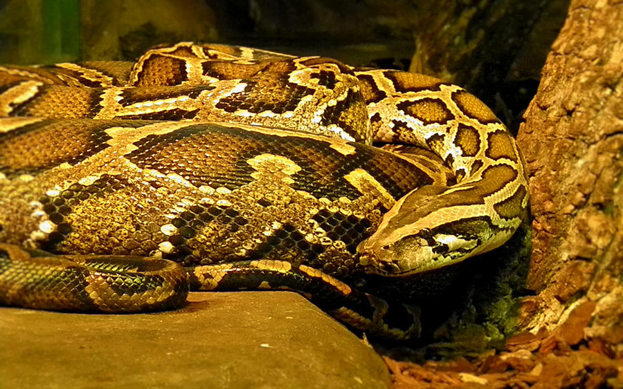 Python wallpaper by Spinoz on DeviantArt