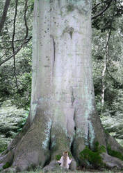 Barbary Macaque Roots