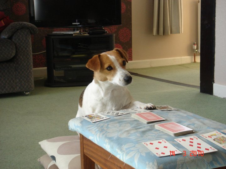 My dog can play cards