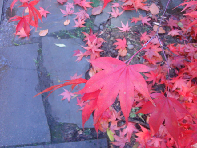 Momiji