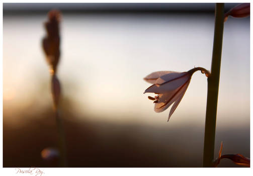 Flores en invierno