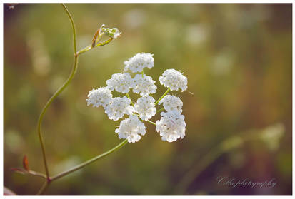 Suspiros blancos