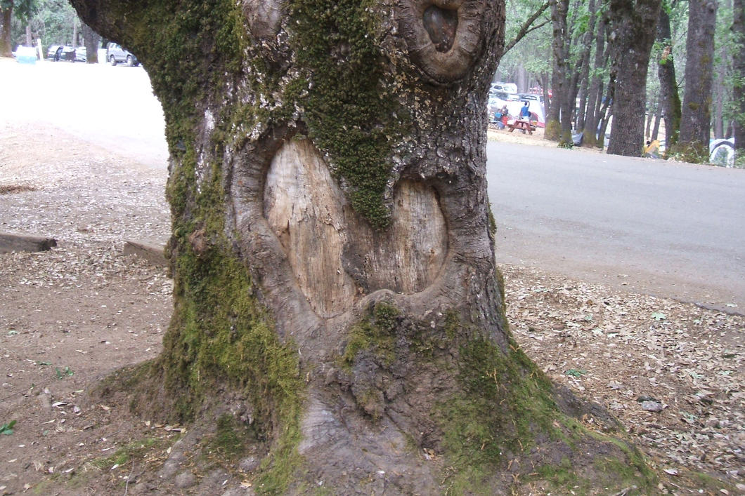 Heart of Tree
