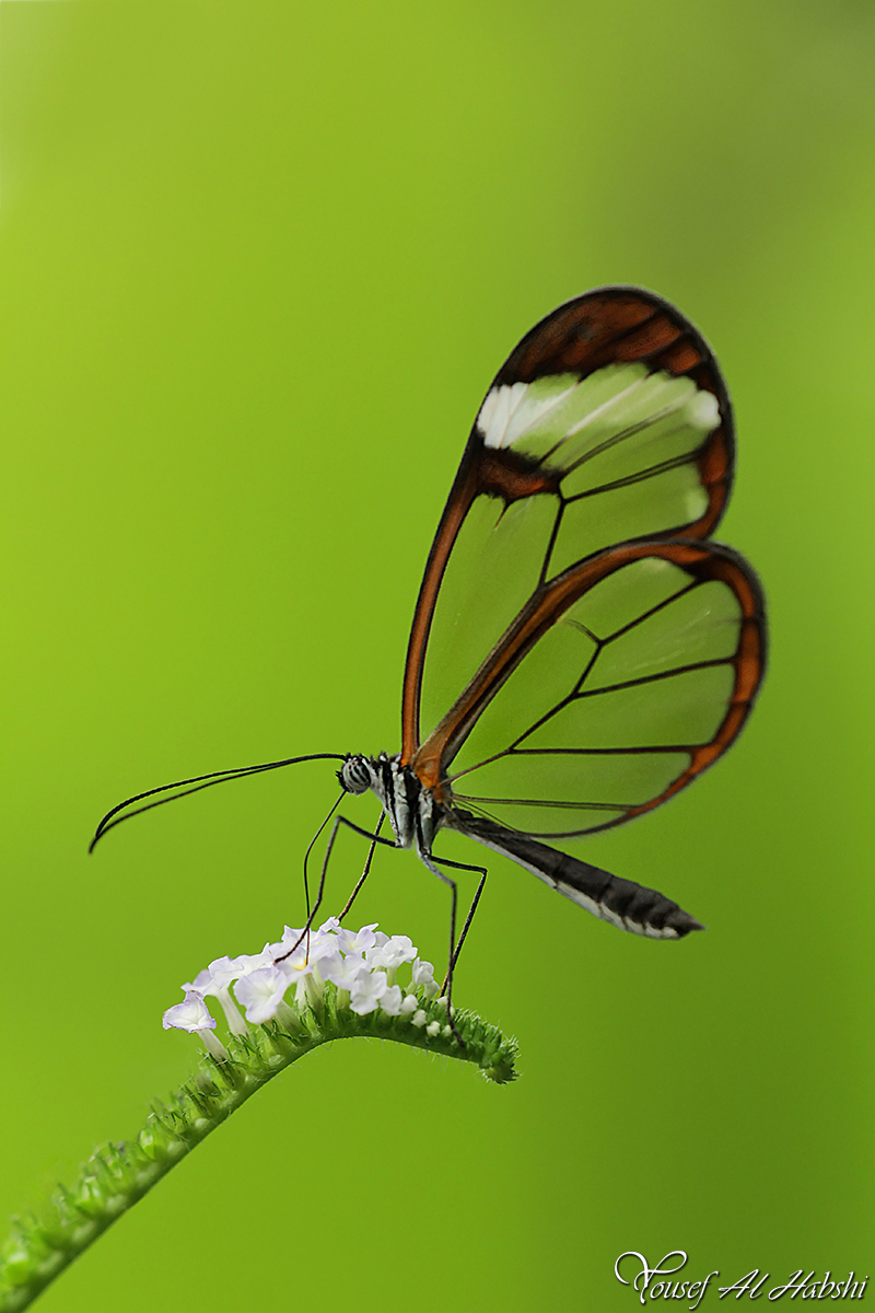 Glasswing Butterfly